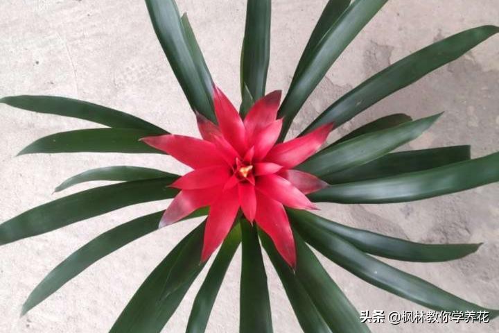 十种最难养的花排名,最难养的花卉排行榜