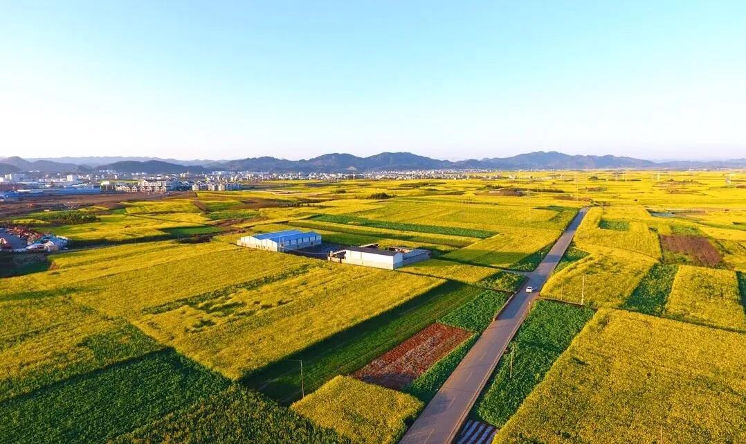 赏油菜花攻略,寻找最美油菜花可去这十大景点