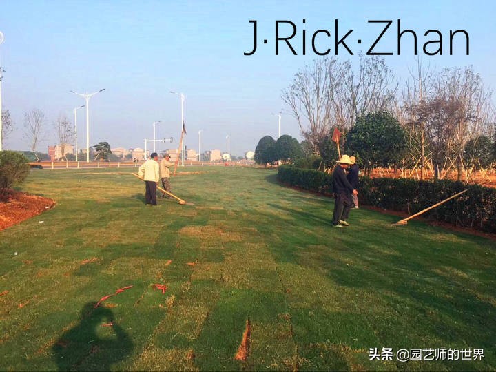 适合北方庭院种植的低矮草坪,家庭庭院怎样混搭种植草坪和蔬菜