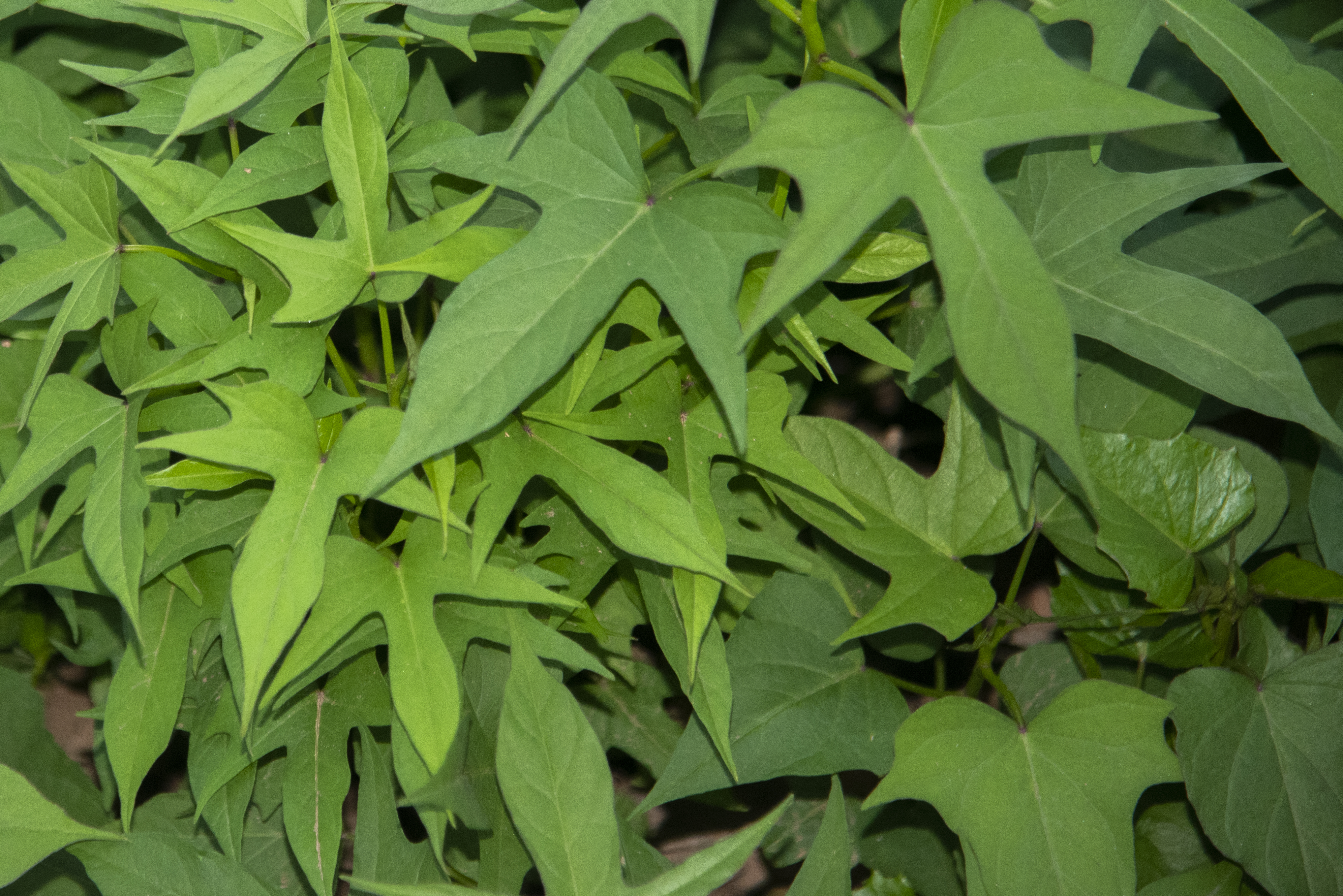 内置闪光灯和外置闪光灯拍摄效果,摄影中的闪光灯怎么玩