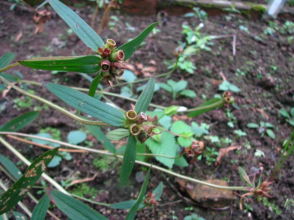 天香炉功效,中药材天香炉