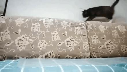 猫咪训猫器,猫咪电毯推荐