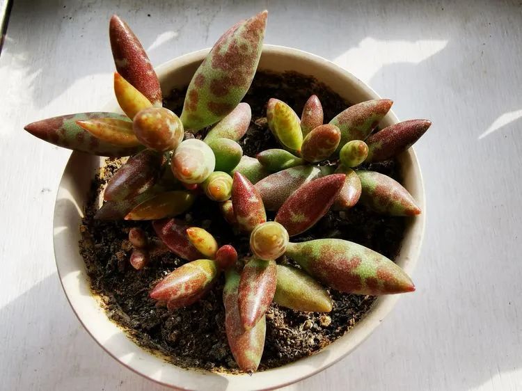 多肉砍头的怎么养,多肉怎么砍头才能爆发