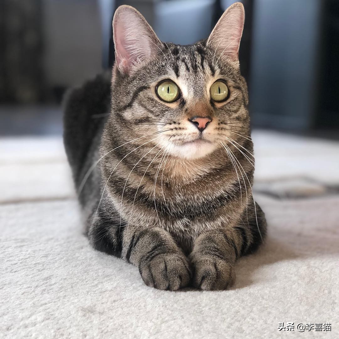 为什么铲屎官在家猫咪会一直睡觉,铲屎官最担心猫咪的几件事