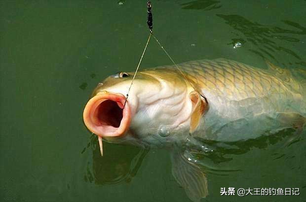 野钓浮钓调漂最佳方法,野钓浮漂怎么调最准确