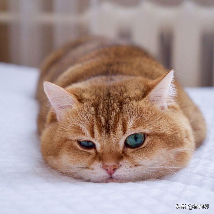 猫咪身上很臭为什么它都不舔毛,为什么猫咪不洗澡也不会臭