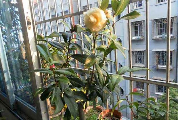 此花花色繁多有淡香味易养易成活,正黄旗茶花开花图片