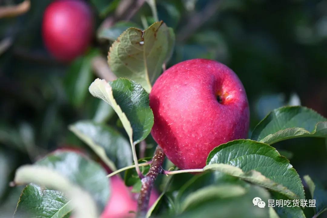 自驾29分钟到，昆明边大片红将军成熟可摘，1口糖心甜蜜又多汁