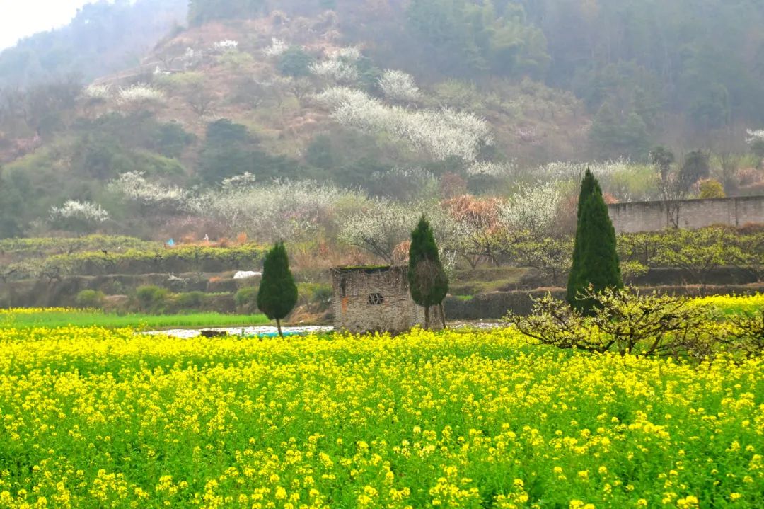油菜花樱花桃花最受游客关注,春天必打卡的桃花樱花海棠花胜地