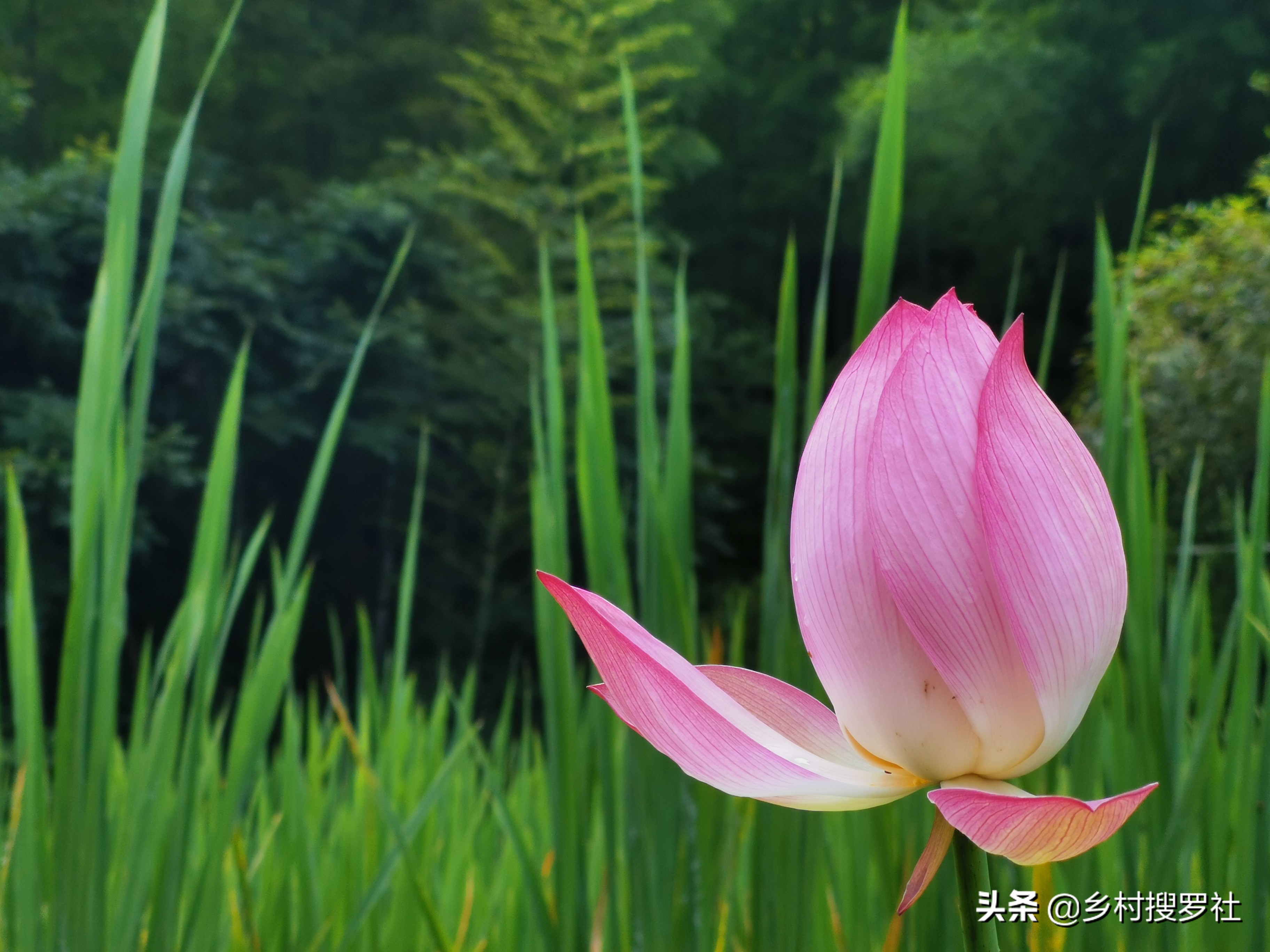 国花排名第一的兰花,兰花国花品种大全