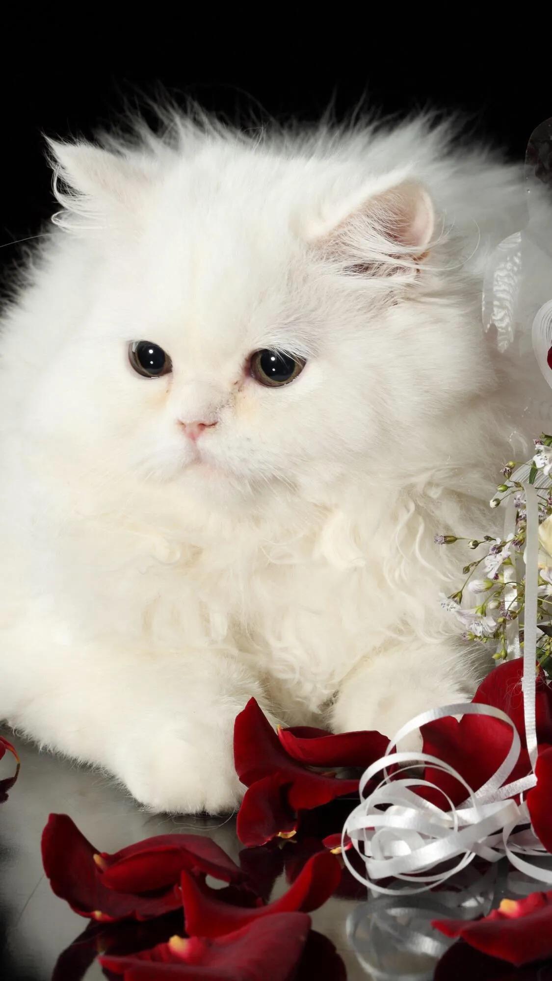 猫眼眉得猫癣初期症状,人得了猫癣有什么症状