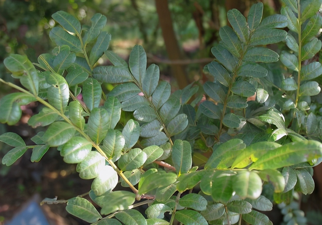 正宗香叶树,野生香叶树