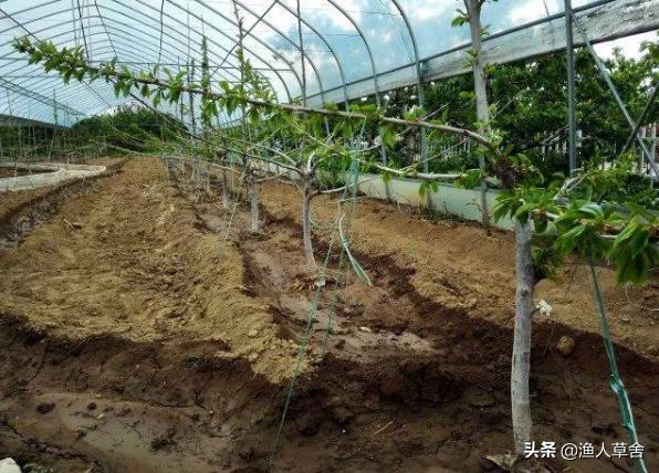 温室大棚种植大樱桃管理技术,温室大棚美早大樱桃树修剪方法