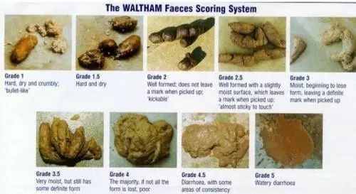 猫咪为什么拉肚子？找对原因就能轻松治愈