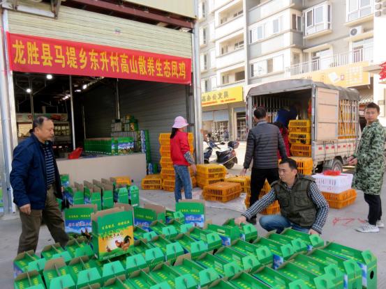 龙胜凤鸡竟“飞”入海鲜市场,“高规格”背后大有文章