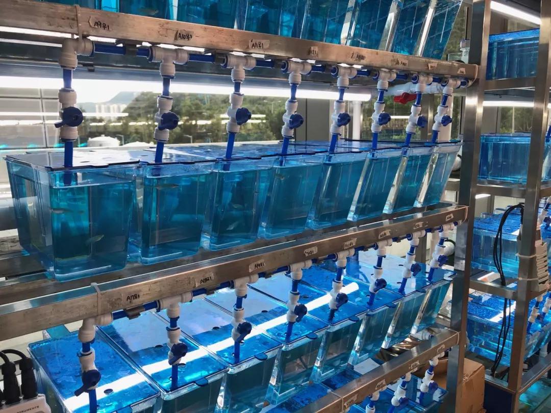 水中银小鱼亲测权威吗,水中银小鱼亲测价格