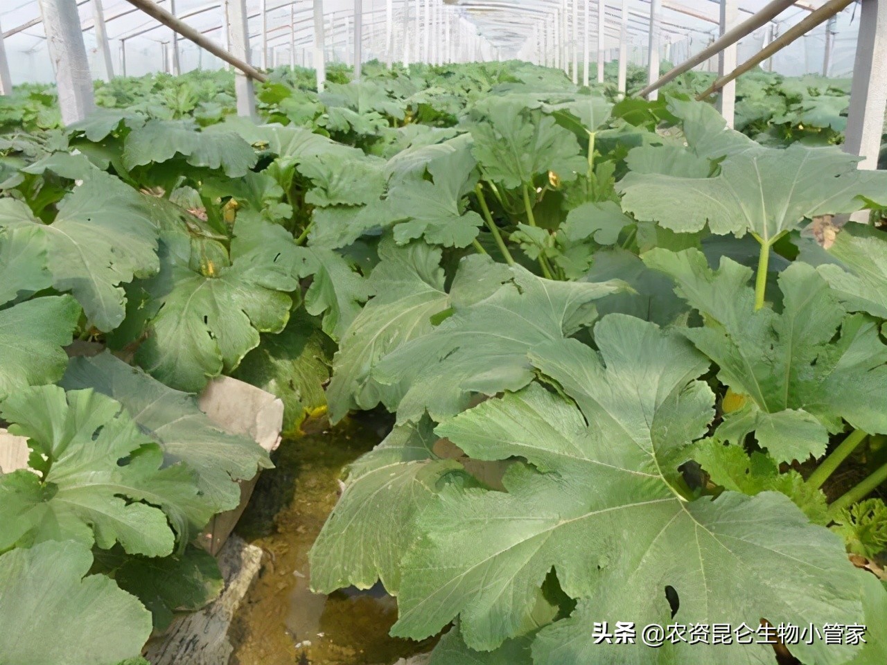 西葫芦育苗时根烂了什么原因,西葫芦烂根最好的处理方法