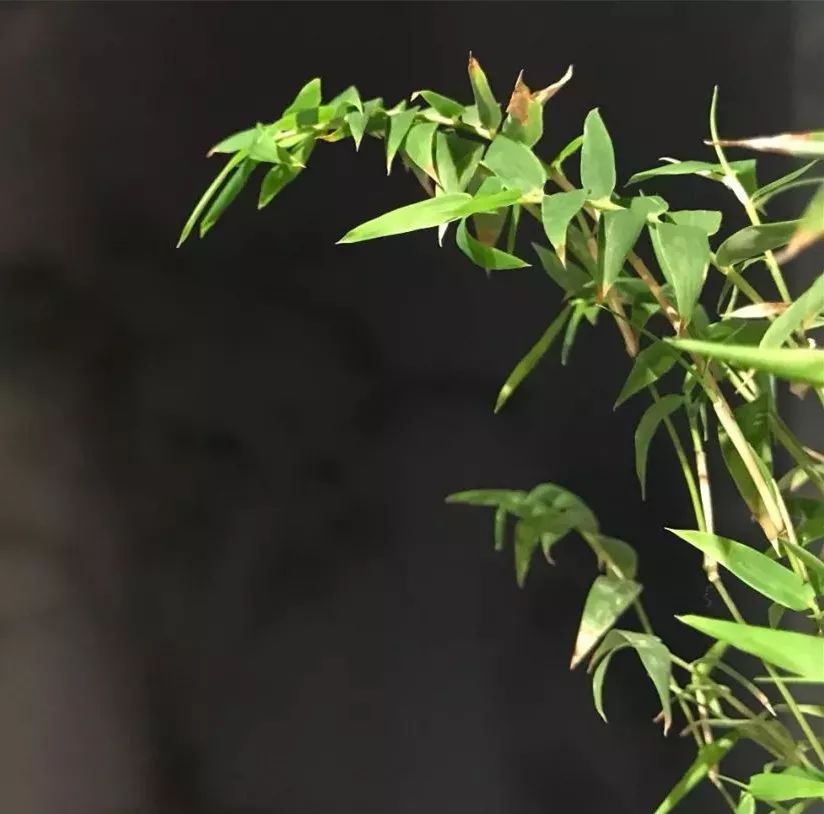 深圳红立方奇石展馆——城市中的一片自然