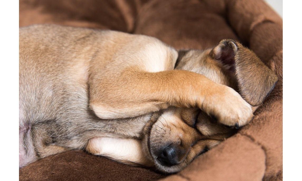 狗与人类科普,狗和鸡科普知识