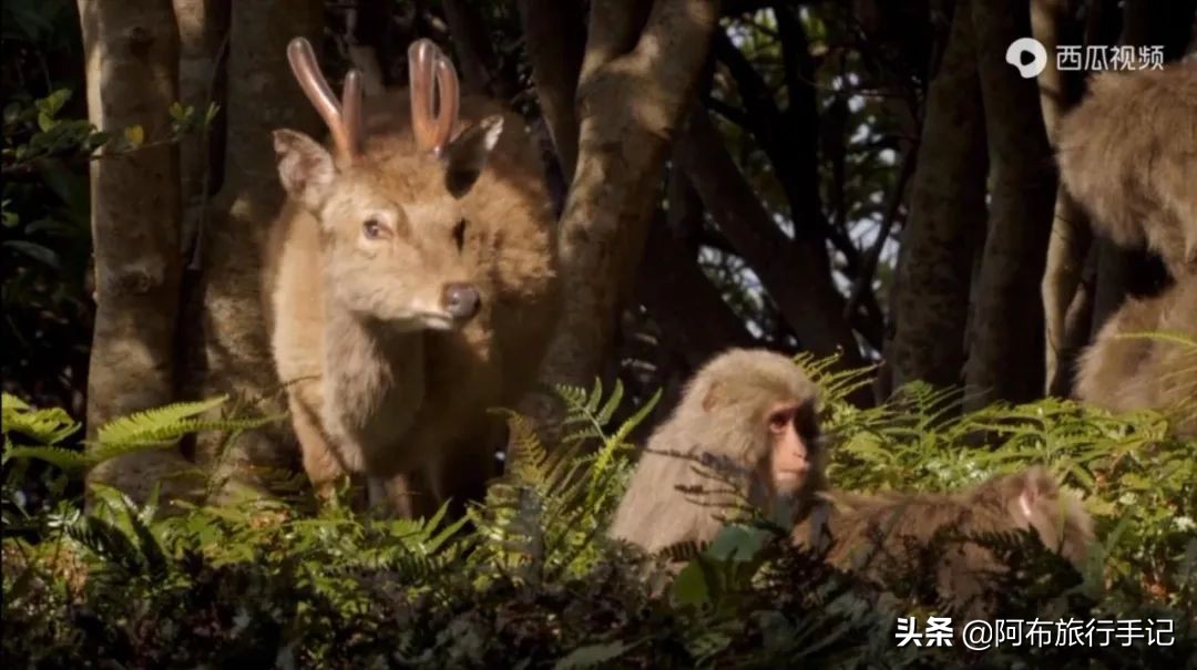 豆瓣9.1分，看过不足1500人，我却复盘了张日本最全野游图