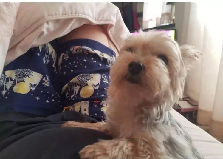 每天黏一起出现姐弟脸！约克夏撞脸小主人，连眯眯眼也同款