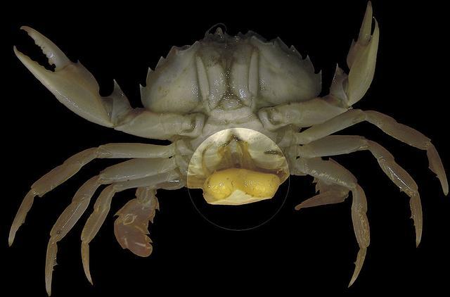 蟹奴寄生在母螃蟹上吗,蟹奴寄生的只有公蟹吗