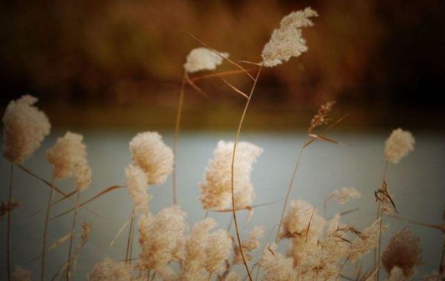初冬最美诗词赏析,八首冬至诗词让你邂逅最美冬天