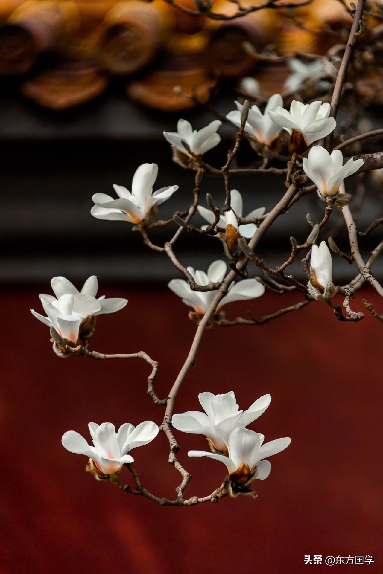 北京四月赏玉兰花的地方,北京赏玉兰的地方