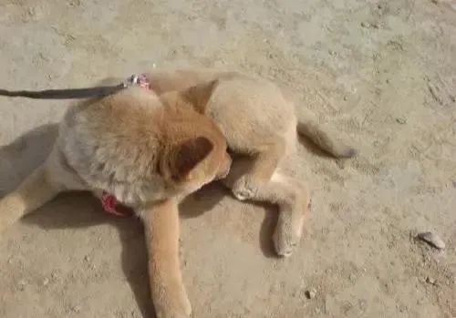 狗狗的这几个动作说明它要咬人,狗狗这几个举动是在喊救命