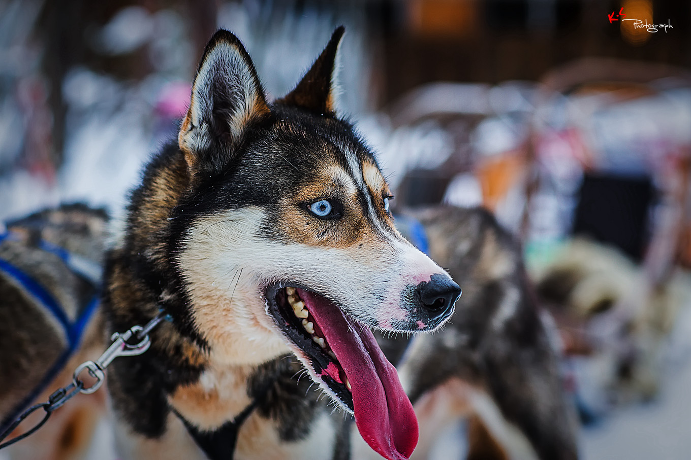 果小姐的日常,果小姐的慢生活