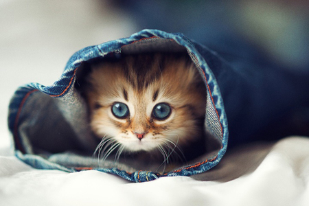 对猫咪过敏的症状怎么消除掉,对猫咪过敏了怎么解决