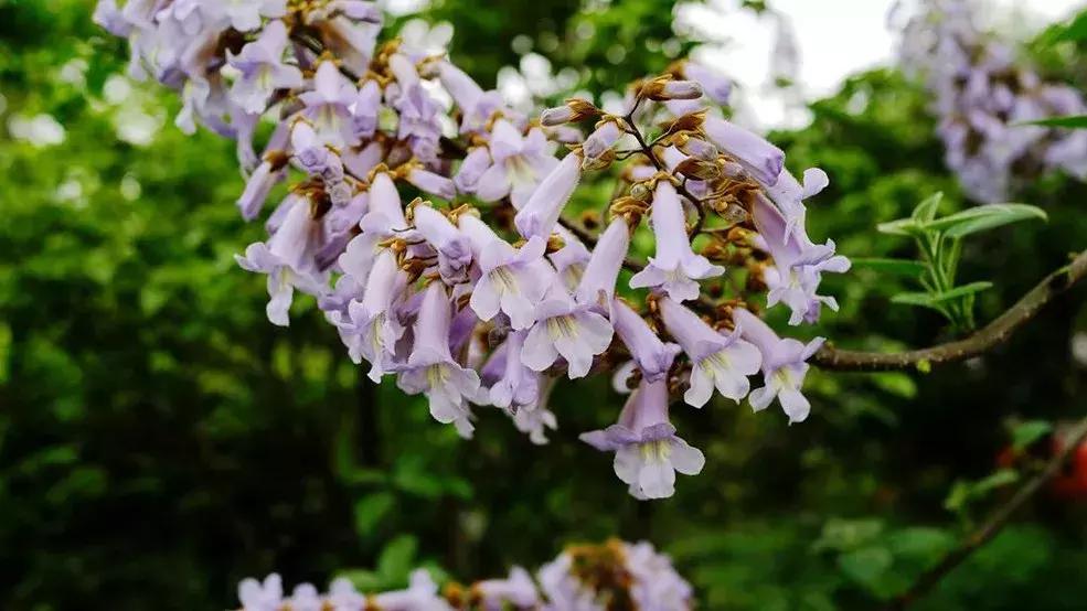 好书推荐快来领取你的宝藏书单,100种百花图谱大全
