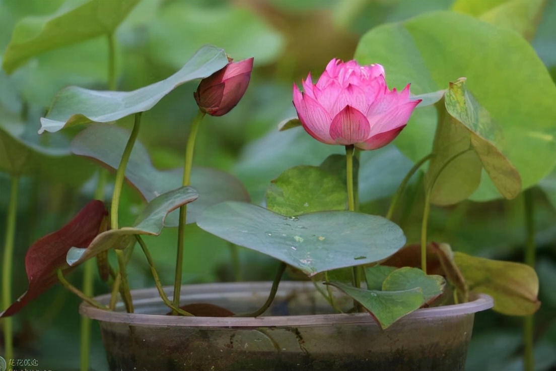 碗莲叶子发黄要不要施肥,请问碗莲叶子发黄是什么原因