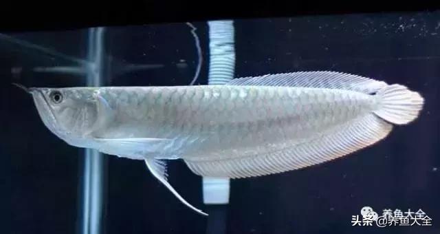 1米2的缸养龙鱼,养龙鱼多大缸合适