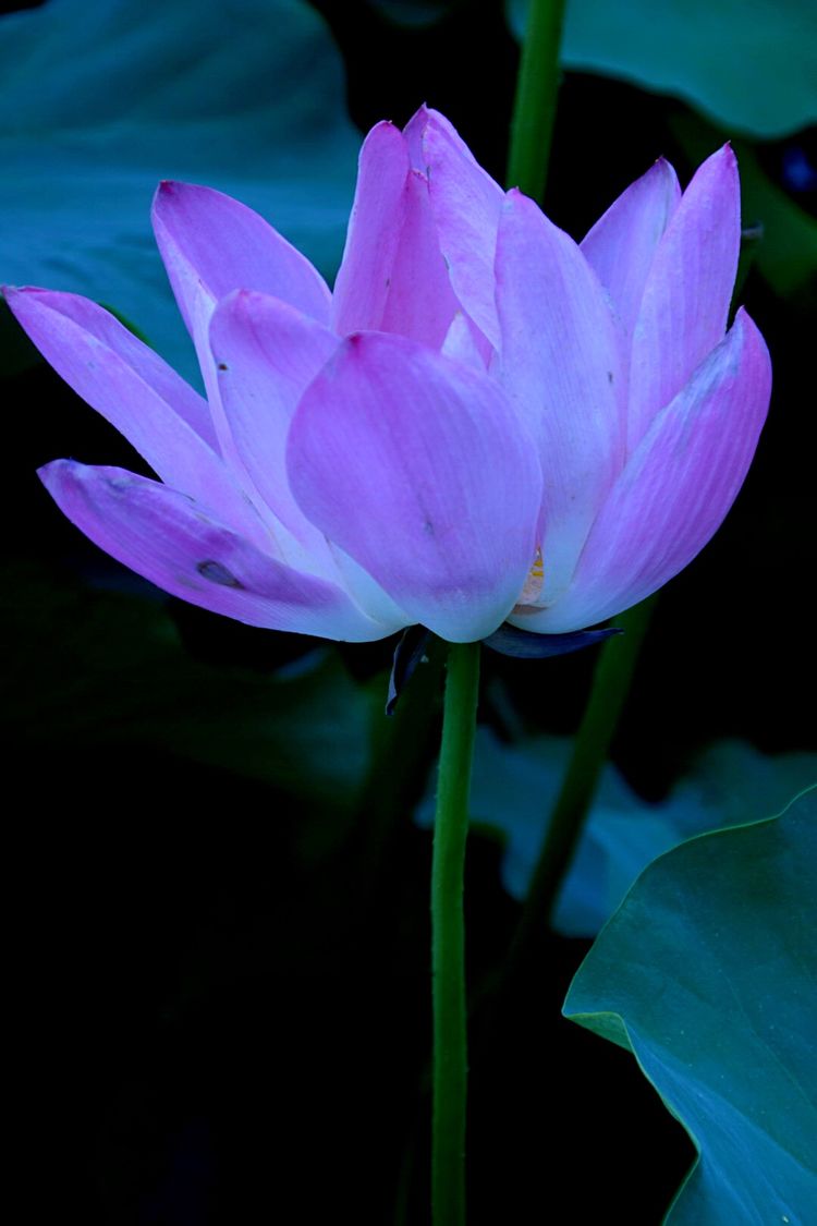 洛阳中国国花园荷花,洛阳国花园的荷花