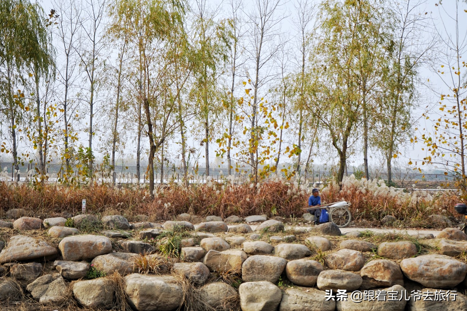南京燕雀湖水杉林,南京秋天水杉林