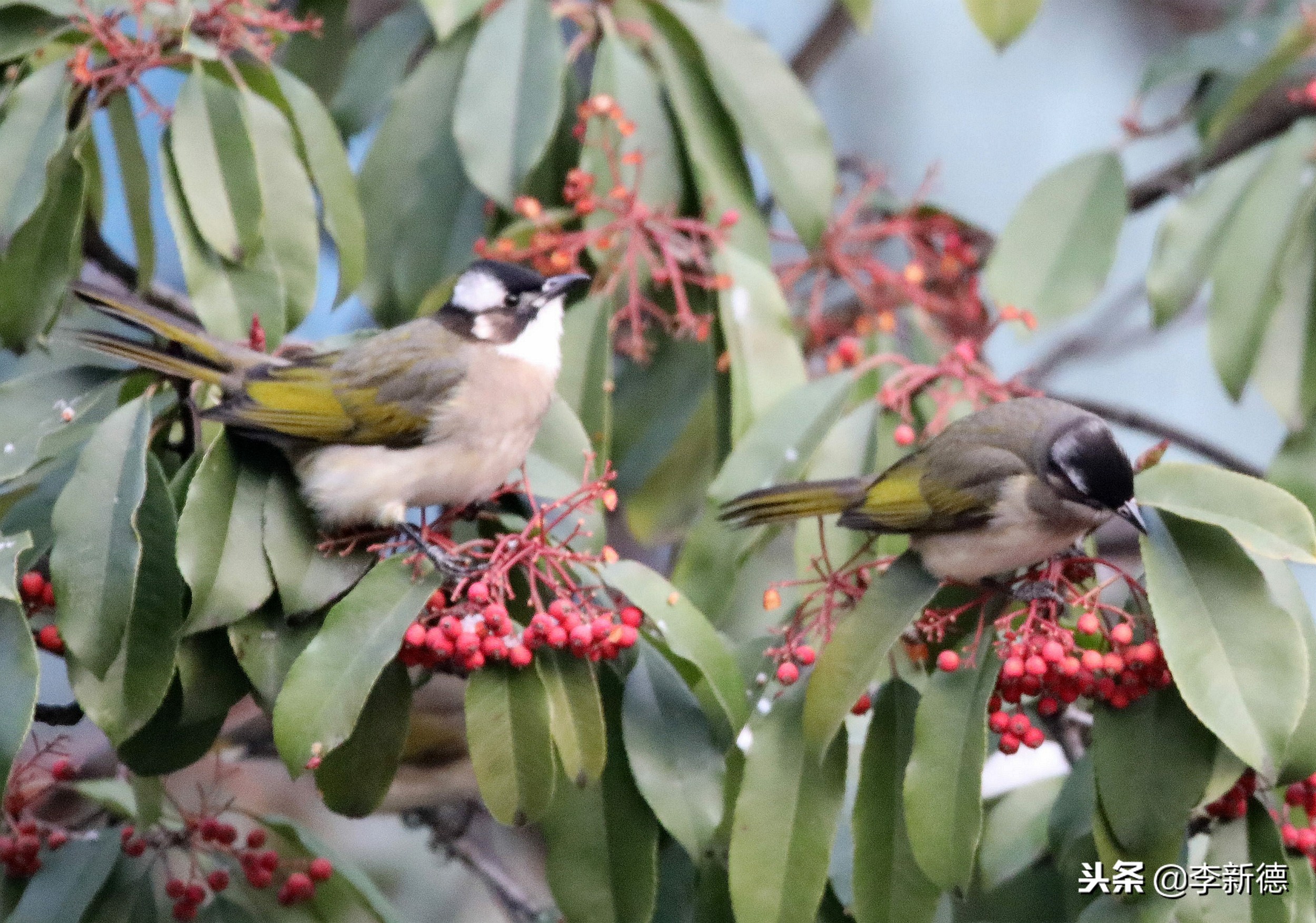 合肥拍到的小鸟,安徽有乌鸫鸟