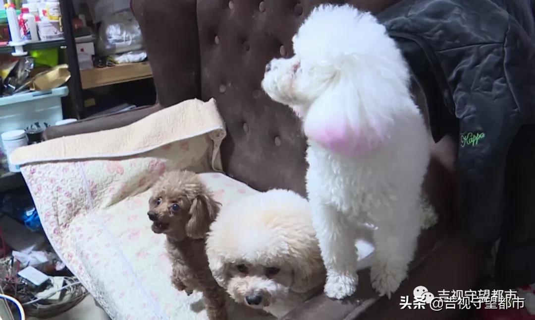 长春养犬管理条例是什么,长春市养犬证办理流程