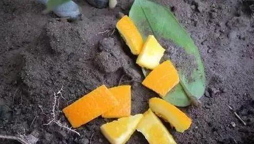 盆栽蚂蚁怎么快速处理掉,盆栽里面有蚂蚁怎么消除