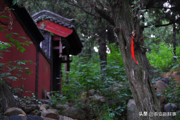 泰山斗姆宫尼姑,泰山斗母宫和斗姥宫