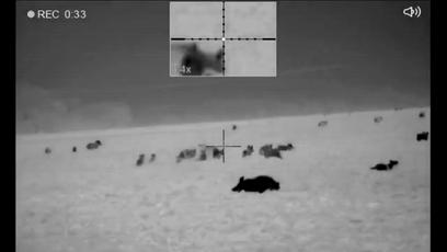 真正的狼灭：美国农场主一夜*击狙**45只郊狼，全套黑科技开挂了