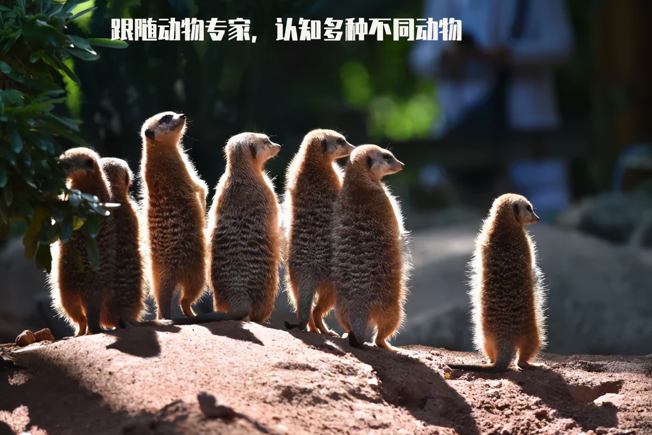 广州长隆儿童欢乐世界春节,广州长隆欢乐世界春游儿童玩什么