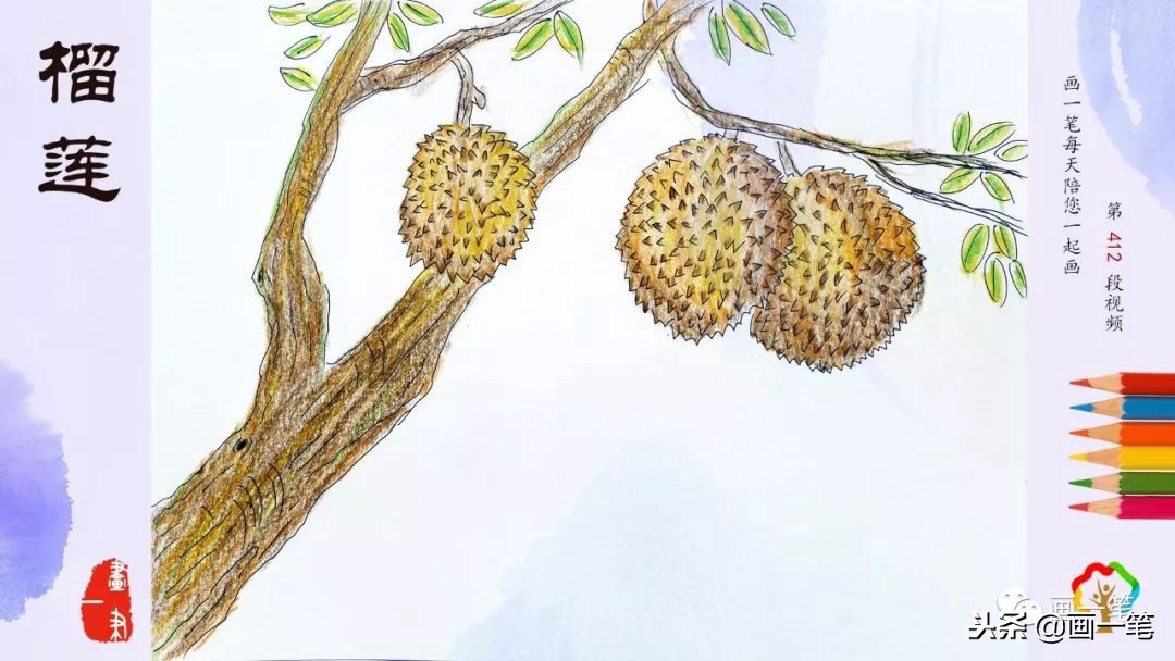 彩铅榴莲逼真,榴莲画彩铅