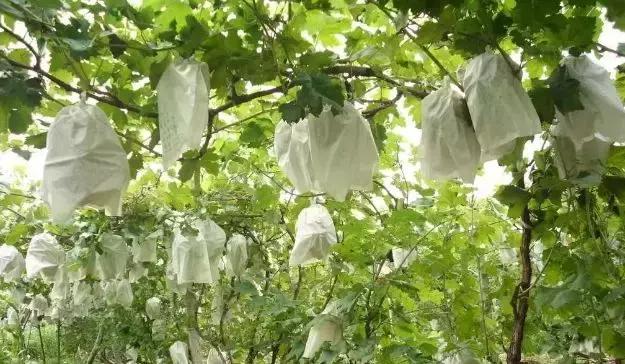 果园鸟害最佳防治方法,鸟害措施