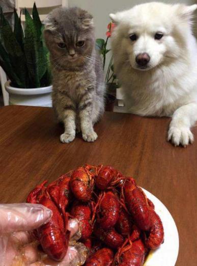 小龙虾能给狗吃吗,小龙虾可以给猪吃不