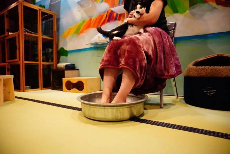 猫咖是不是会收留真猫咪打工,猫咪去猫咖打工是真的吗