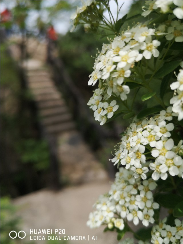 洛阳到华山一日游,洛阳到华山自驾游攻略