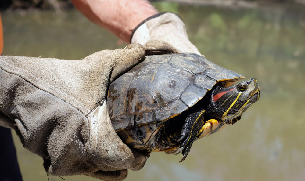 巴西龟的正确放生方法,巴西龟放生触犯了哪一条法律