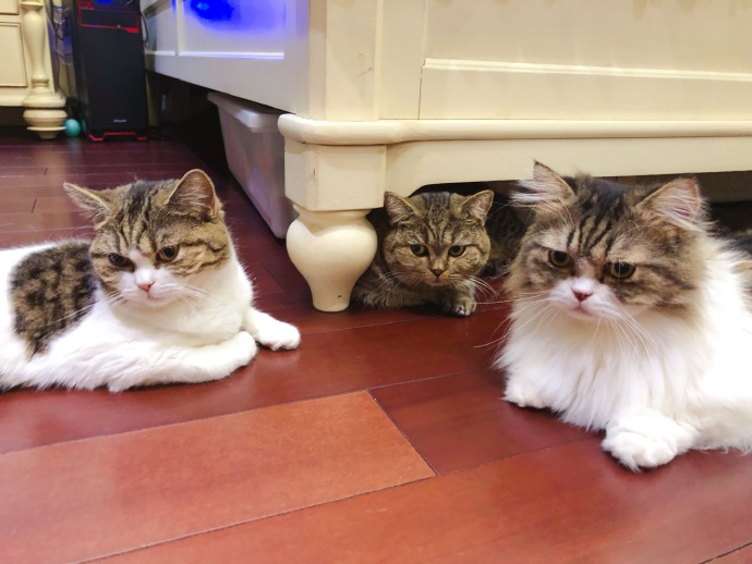 宠物猫懂事,为什么猫总是被收养