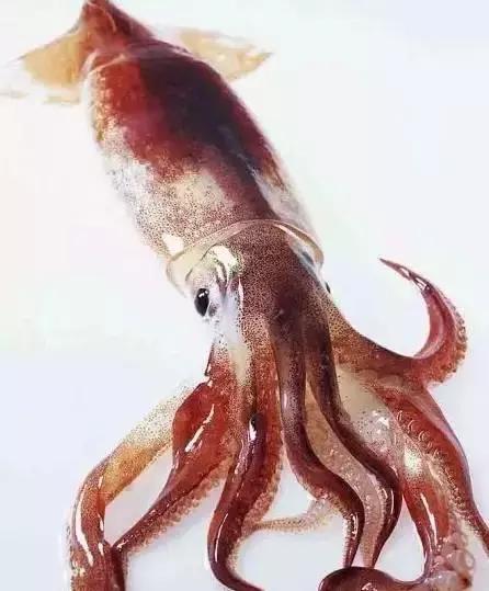 章鱼鱿鱼乌贼傻傻分不清,章鱼鱿鱼乌贼这三样有什么区别